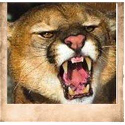 Central Mtns, Manti, Cougar