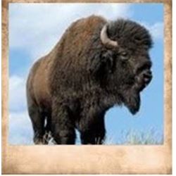 Henry Mtns, Hunters Choice Late Bison