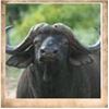 Image 1 : Mature Bull South Africa