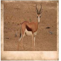 East Cape, South Africa 7 animals