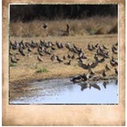 Argentina Hot Barrel Dove Hunt