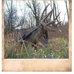 Missouri Whitetail