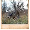 Image 1 : Missouri Whitetail