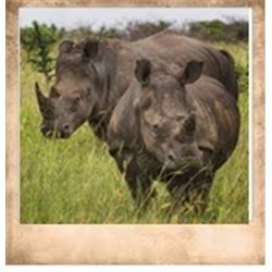 ZULU NAYALA Photo Safari