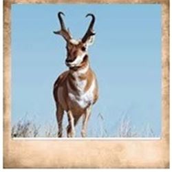 Pine Valley, Pronghorn