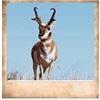 Image 1 : Pine Valley, Pronghorn