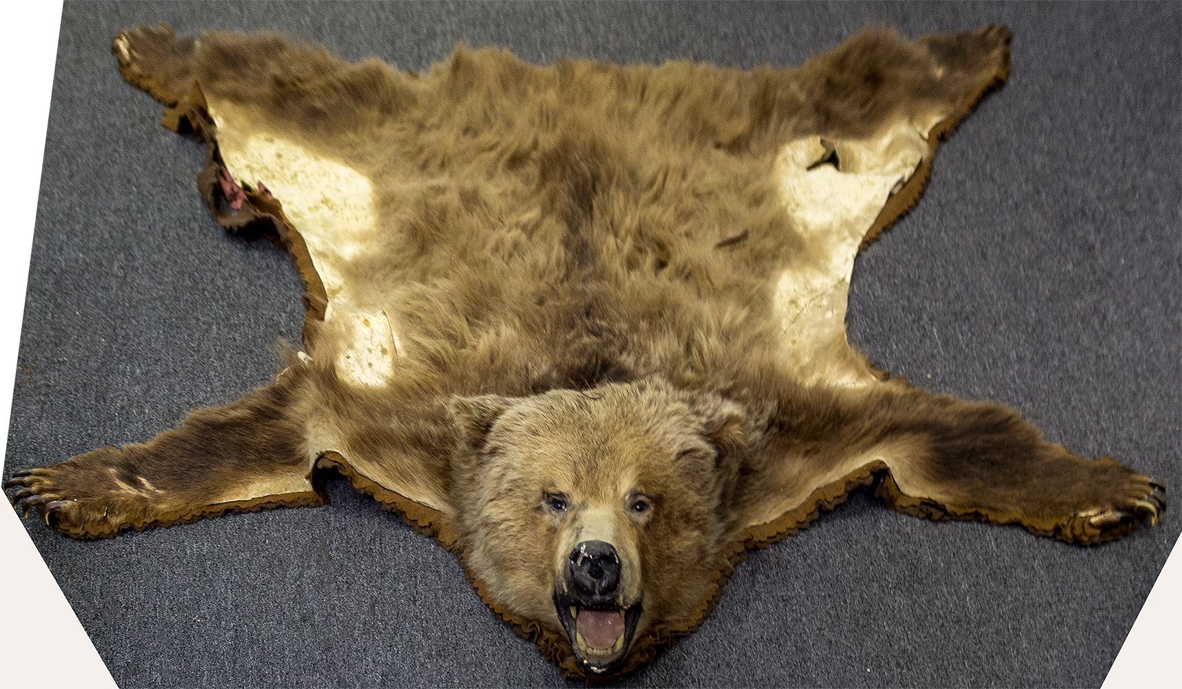 Authentic Bear Rug