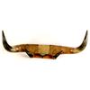 Image 1 : Longhorns