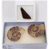 Image 1 : LOT OF THREE AMMOLITE FOSSIL