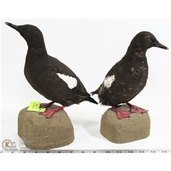 2 PIGEONS MOUNTED