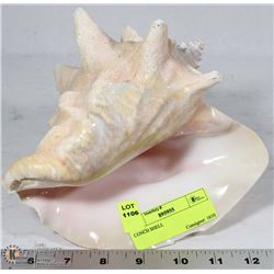 CONCH SHELL