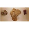 Image 5 : Fossil & Artifact Collection