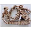 Image 8 : Trapdoor Spider Rattle