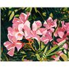 Image 1 : Robert Daughters | Oleander Color