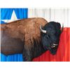 Image 1 : Tom Palmore | Great American Buffalo