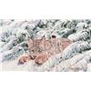 Image 1 : Tom Beecham | Snow Cat