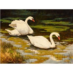 Mark Haworth | Courting Swans