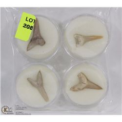 LOT OF 4 SHARK TEETH