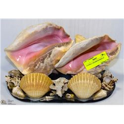 SEASHELL AQUARIUM DISPLAY