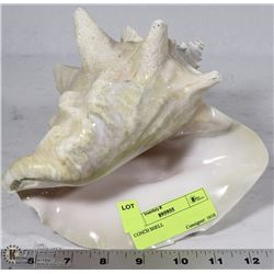CONCH SHELL