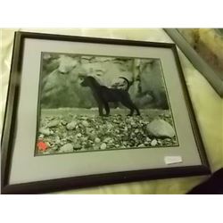 FRAMED PRINT - DOG
