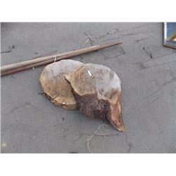 SMALL BURL SECTION - 2 TTL