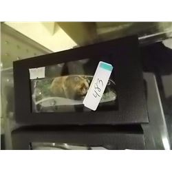 NEW FOLDING KNIFE - BEAR IMAGE