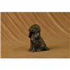 Image 4 : Vienna Miniature Cocker Spaniel Dog Bronze Sculpture