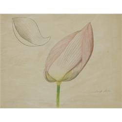 Joseph Stella (1887-1946) Lotus Flower