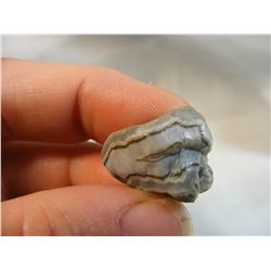 Black and White Fairburn Agate from South Dakota