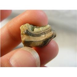 Fairburn Agate from South Dakota