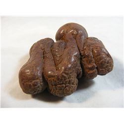 South Dakota Coprolite Dinosaur Dung Fossil