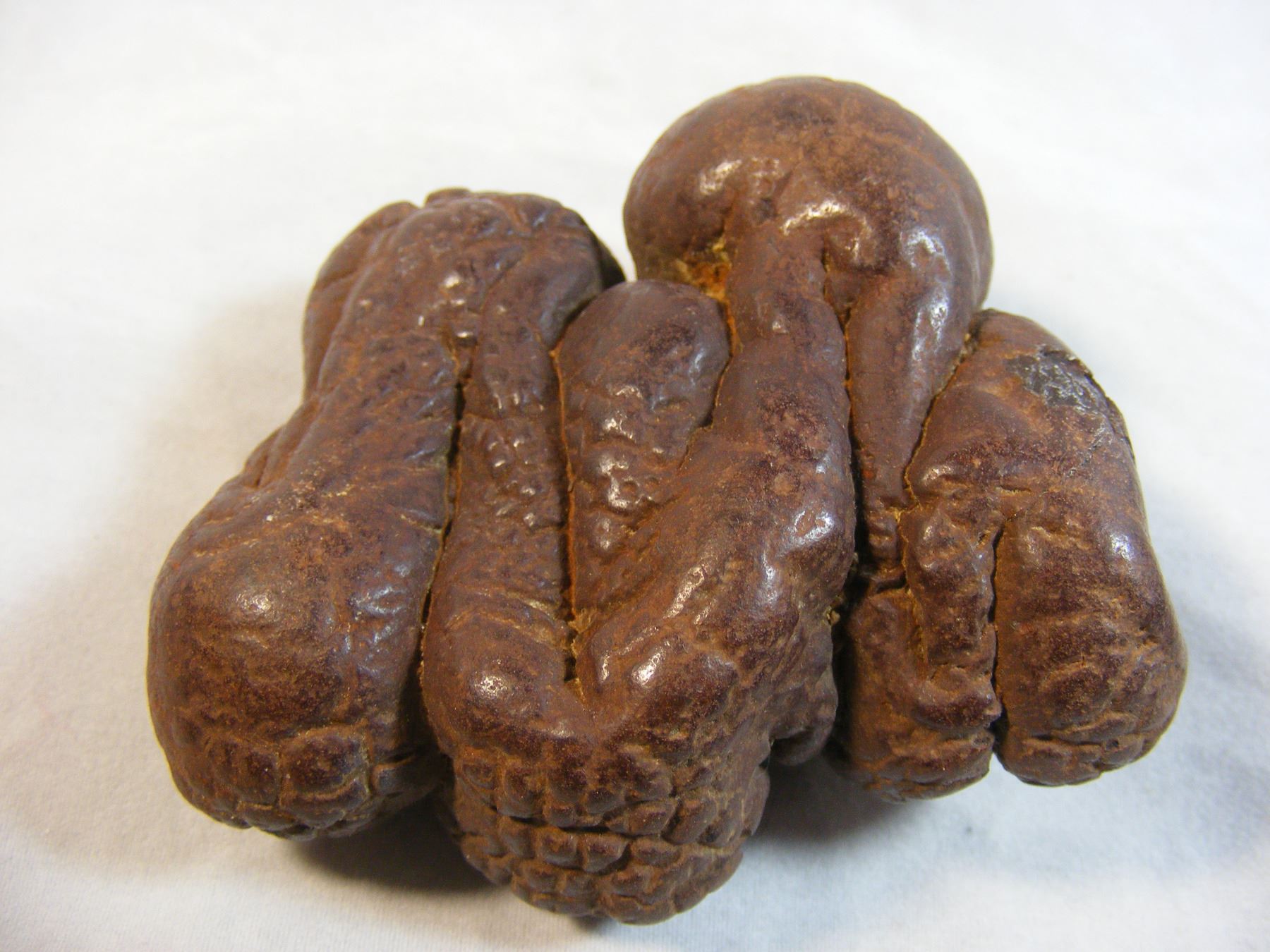 South Dakota Coprolite Dinosaur Dung Fossil