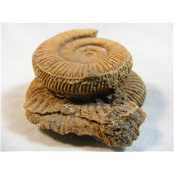 Scaphite Fossil
