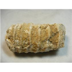 Cephalopod Fossil DG1