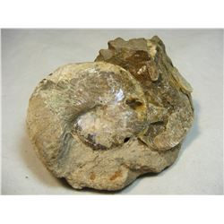 Scaphite Fossil DG2