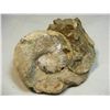 Image 1 : Scaphite Fossil DG2