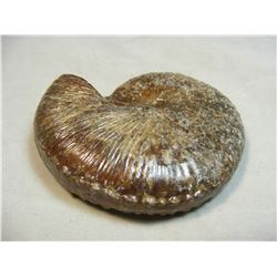 Hoploscaphite Fossil DG3