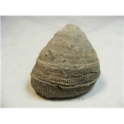 Hindia Sponge Fossil DG4