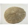 Image 1 : Sand Dollar Periarchus lyelli fossil