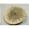 Image 3 : Sand Dollar Periarchus lyelli fossil