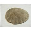 Image 4 : Sand Dollar Periarchus lyelli fossil