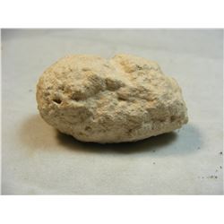 Wasp Nest Fossil Australia