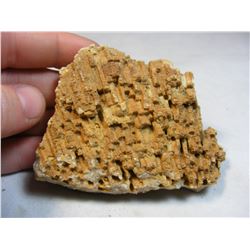 Syringopora Sponge Fossil