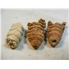 Image 1 : Cephalopod Lot of 3