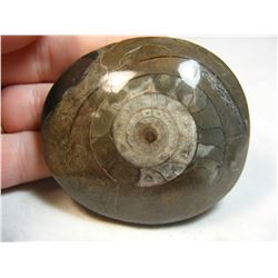 Dome Polished Ammonite