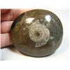 Image 1 : Dome Polished Ammonite