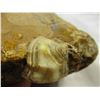 Image 1 : Large Fairburn Agate from South Dakota