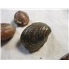 Image 2 : Lot of 13 Snail/Clam Fossils from The Black Hills South Dakota