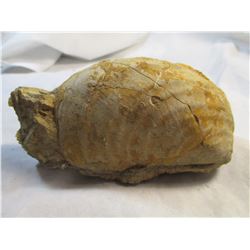 Golden Barite on Clam Shell Fossil